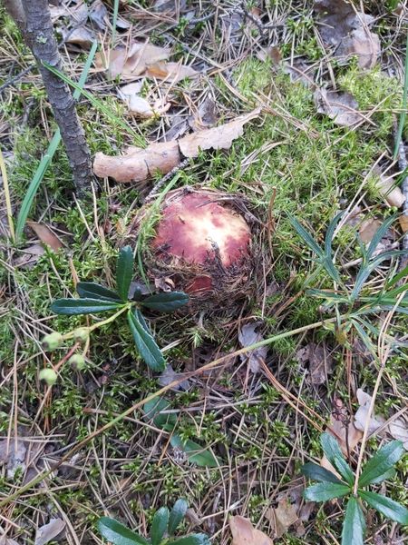 Фото «Вывозят вёдрами»: новосибирцы хвастаются богатым урожаем грибов 6